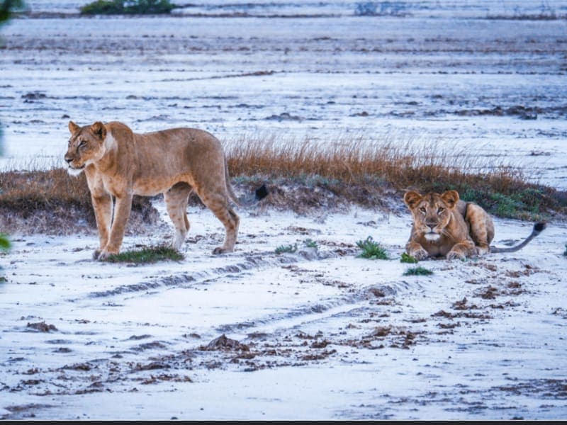 🎉Saadani national park🎉